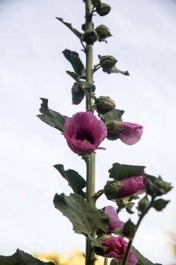 Alcea rosea, bahçede yaygın bir gül pembe çiçeği.