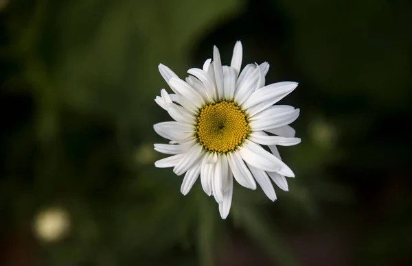 Ziemlich Gänseblümchen Garten Auf Verschwommenem Hintergrund — Stockfoto