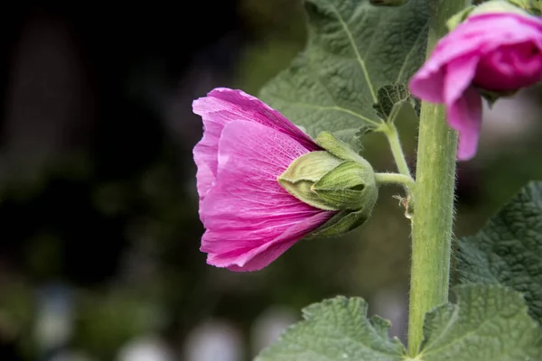 Alcea Rosea Fiore Comune Colore Rosa Hollyhock Giardino — Foto Stock