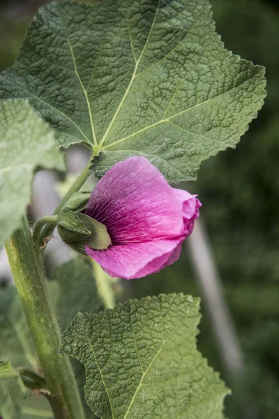 庭で一般的なホリホックピンクの花 — ストック写真