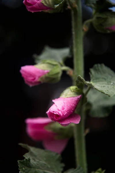 Alcea Rosea Fiore Comune Colore Rosa Hollyhock Giardino — Foto Stock