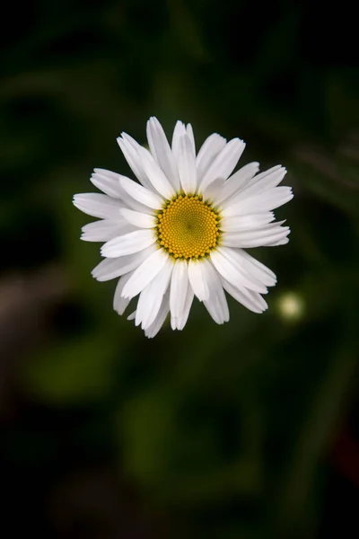 Margaridas Comuns Muito Elegantes Jardim Com Fundos Bokeh — Fotografia de Stock