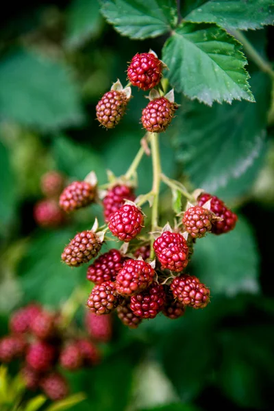 Brombeeren Reifen Ast Garten — Stockfoto