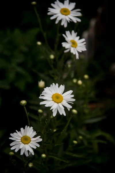 Margaridas Comuns Muito Elegantes Jardim Com Fundos Bokeh — Fotografia de Stock