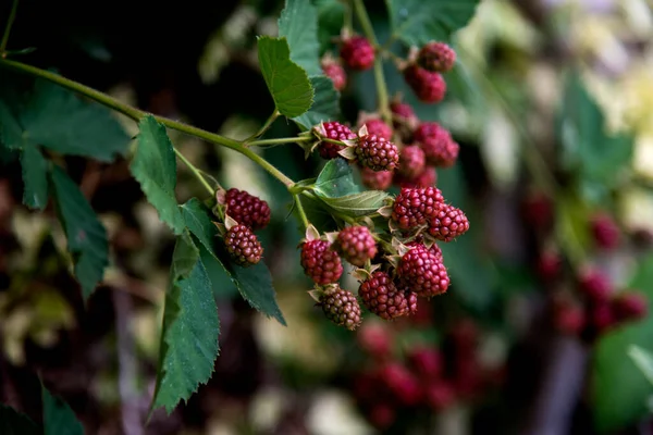 在花园里的树枝上成熟的黑莓 免版税图库图片