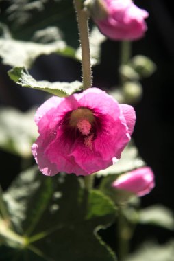 Alcea rosea, bahçede yaygın bir gül pembe çiçeği.
