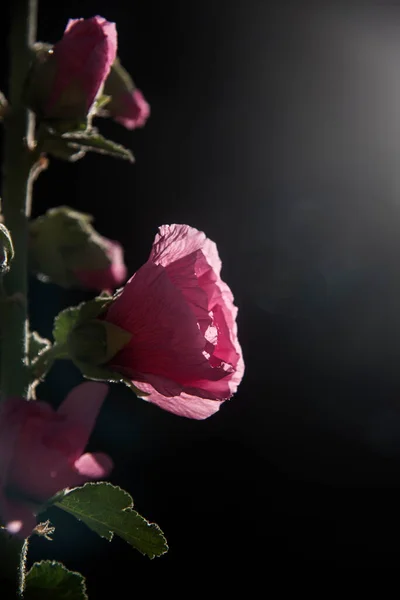 庭で一般的なホリホックピンクの花 — ストック写真