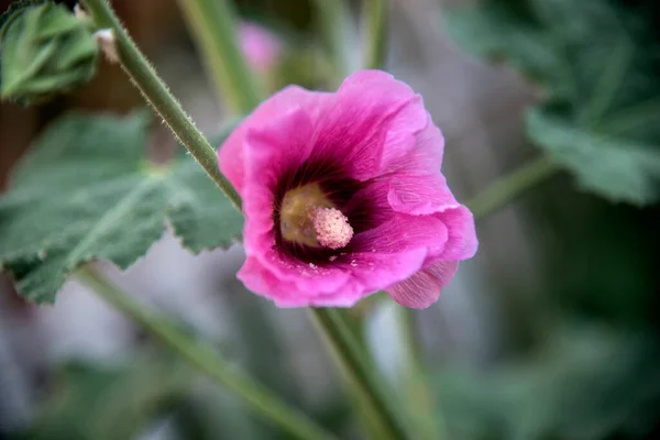 Alcea Rosea Common Hollyhock Pink Blossom Garden — Stock Photo, Image