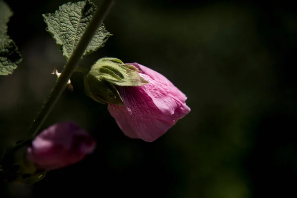 Alcea Rosea Common Hollyhock Pink Blossom Garden — Stock Photo, Image