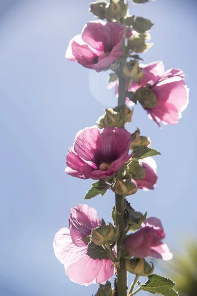 Mallow Flowers Branch Backlit Blue Sky — Stock Photo, Image