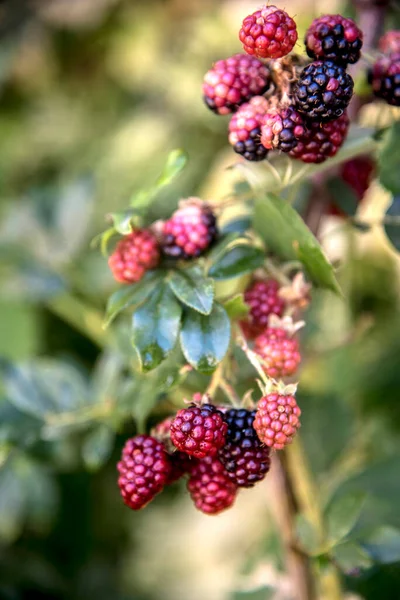 Bunch Raspberries Ripening Branch — Stock Photo, Image