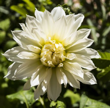 Bahçedeki zarif beyaz yıldız çiçeği, kapat.