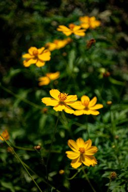 Sarı papatyalar bahçede sıra sıra