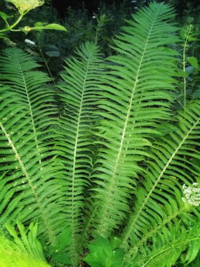 Yoğun, uzun ve parlak yeşil eğreltiotu yaprakları nemli bir yaz ormanında çalılıkları kaplar.