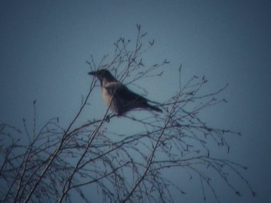 Yalnız bir karga, açık bir kış gökyüzüne karşı bir ağacın çıplak dallarında oturur.