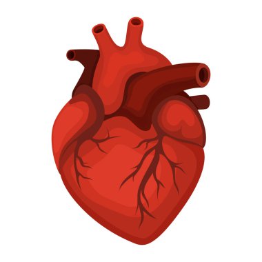 Anatomik insan kalbinin düz vektörü, beyaza izole edilmiş. Kalp tanılama, tıp merkezleri, sağlık eğitimi ve kardiyoloji konsepti çizimleri için mükemmel.