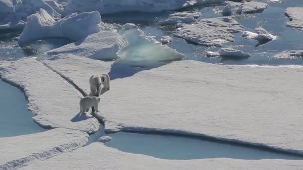 Urso polar fêmea com filhotes caminhando ao longo do gelo no Oceano Ártico — Vídeo de Stock