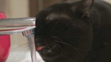 Kara kedi bir musluk suyu içer. Ağır çekim