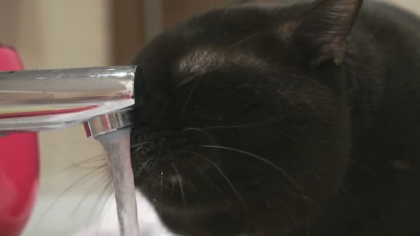Zwarte kat drinkt water uit de kraan — Stockvideo