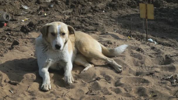 Собака отдыхает на песке — стоковое видео