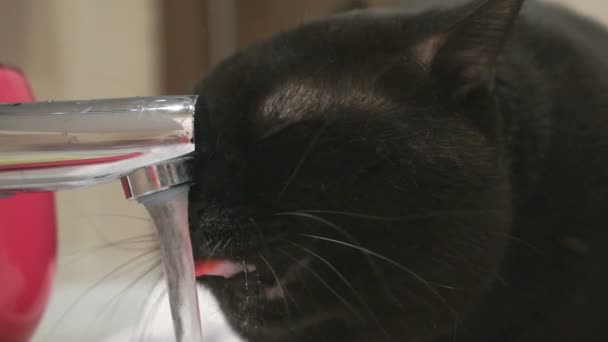 Βρετανική γάτα μάτια πίνοντας ένα νερό βρύσης από βρύση — Αρχείο Βίντεο