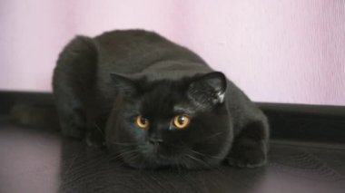 Bir oyuncak için turuncu gözleri Hunlar ile siyah İngiliz kedi