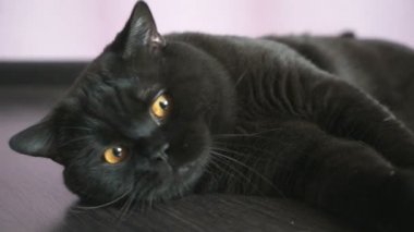 Bir oyuncak için turuncu gözleri Hunlar ile siyah İngiliz kedi