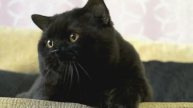 Bir oyuncak için turuncu gözleri Hunlar ile siyah İngiliz kedi