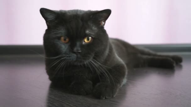 Nero gatto britannico con gli occhi arancioni pende per un giocattolo — Video Stock