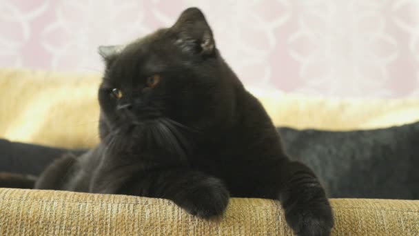 British black cat yawns. Close-up — Stock Video