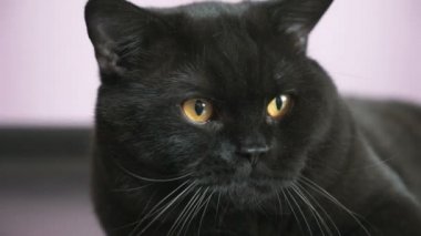 Bir oyuncak için turuncu gözleri Hunlar ile siyah İngiliz kedi