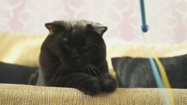 Bir oyuncak için turuncu gözleri Hunlar ile siyah İngiliz kedi