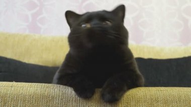 Bir oyuncak için turuncu gözleri Hunlar ile siyah İngiliz kedi