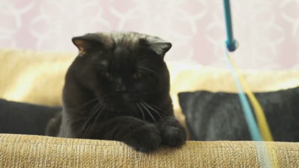 Black British cat with orange eyes huns for a toy — Stock Video