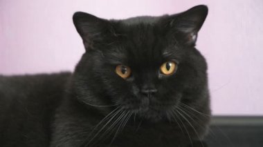 Bir oyuncak için turuncu gözleri Hunlar ile siyah İngiliz kedi