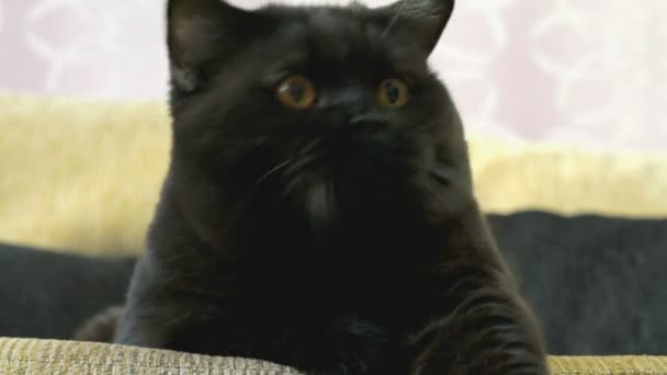 Schwarze britische Katze mit orangefarbenen Augen sucht nach einem Spielzeug — Stockvideo