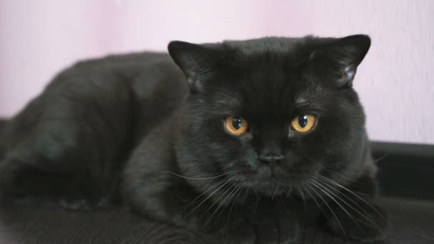 Schwarze britische Katze mit orangefarbenen Augen sucht nach einem Spielzeug — Stockvideo