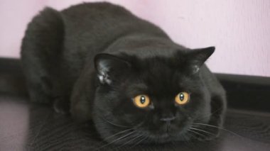 Bir oyuncak için turuncu gözleri Hunlar ile siyah İngiliz kedi