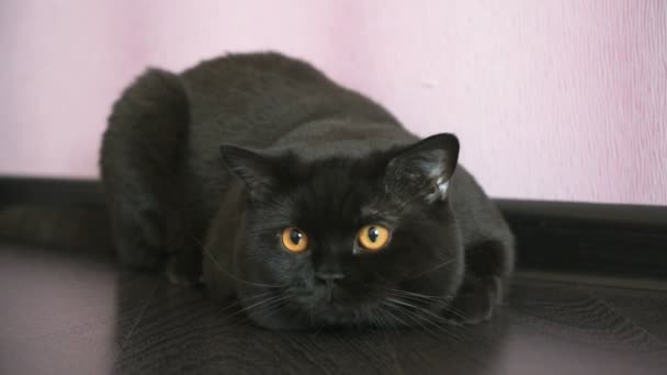 Gato britânico preto com olhos alaranjados tromba para um brinquedo — Vídeo de Stock