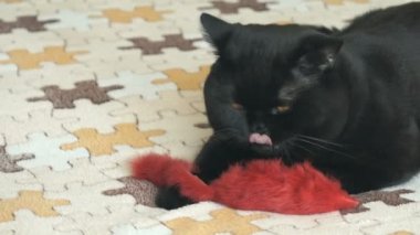 Turuncu gözlü bir oyuncakla oynamak İngiliz kedi