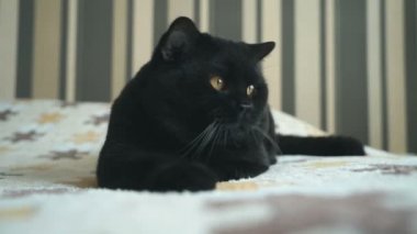 Turuncu gözlü bir oyuncakla oynamak İngiliz kedi