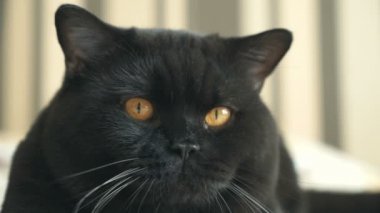 İngiliz kedi oturma ve çekim için poz