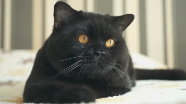 Chat britannique aux yeux orange suit, chasse un jouet 