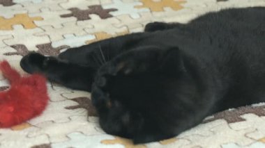 Turuncu gözlü İngiliz kedi bir oyuncakla oynar