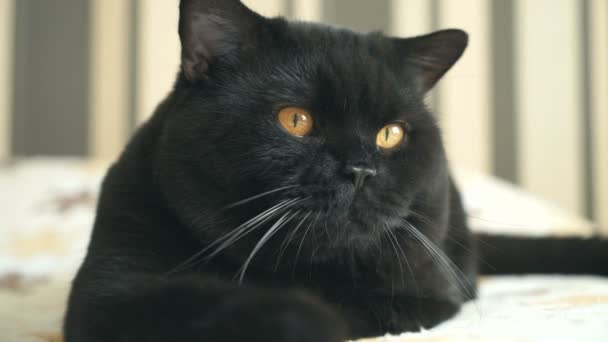 İngiliz kedi seyir ve çekim için poz — Stok video