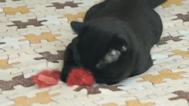 Turuncu gözlü bir oyuncakla oynamak İngiliz kedi