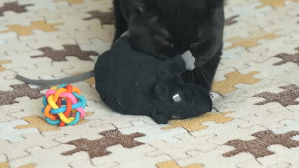 British cat with orange eyes plays with a toy — Stock Video