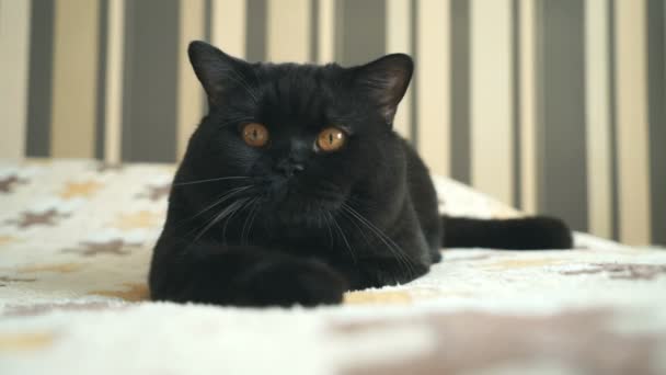 Brit macska ül, és a forgatás jelentő — Stock videók