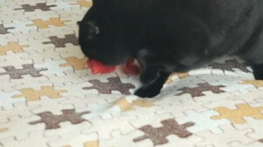 Turuncu gözlü bir oyuncakla oynamak İngiliz kedi