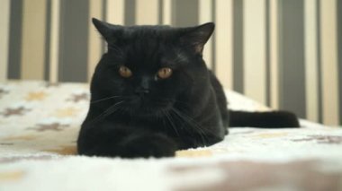 İngiliz kedi seyir ve çekim için poz